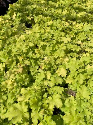 Heuchera Apple Twist