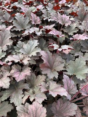 Heuchera x Frosted Violet