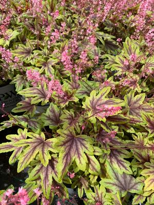 Heucherella Eye Spy