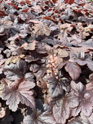 Heucherella Onyx