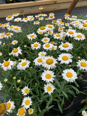 Leucanthemum Superbum Lucille Chic