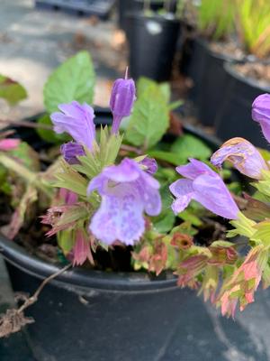 Meehania cordata 