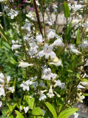 Penstemon digitalis 