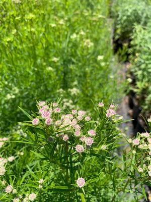 Pycnanthemum tenuifolium Narrow-Leaf Mint 