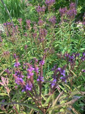 Verbena hastata 