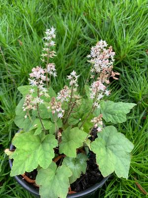 Tiarella cordifolia var. wherryi 