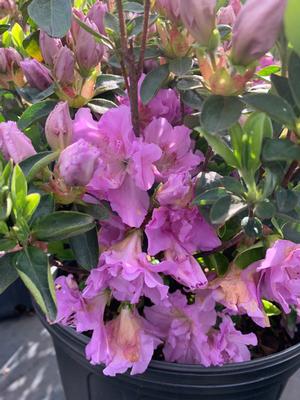 Azalea-Rhododendron Shammarello hybrid Elsie Lee