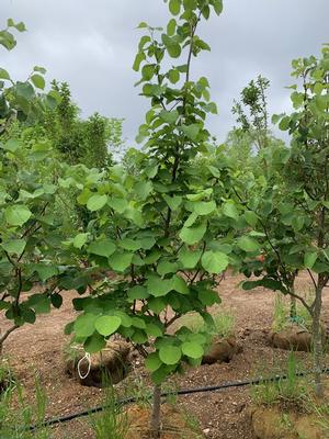 Styrax obassia 