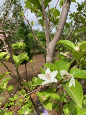 Styrax japonica Emerald Pagoda