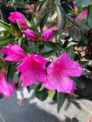 Azalea-Rhododendron Southern Indica hybrid Formosa