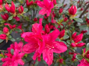 Azalea-Rhododendron Kurume hybrid Hinodegiri