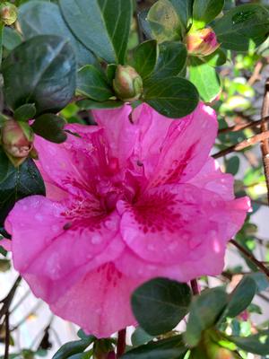 Azalea-Rhododendron Robin Hill hybrid Jeanne Weeks