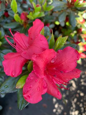 Azalea-Rhododendron Kaempferi hybrid Johanna