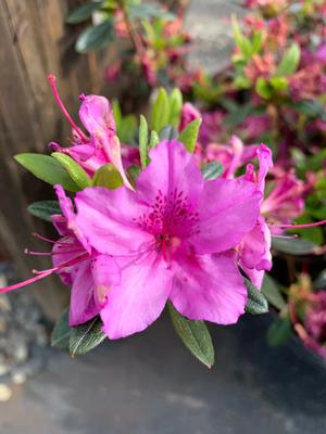 Azalea-Rhododendron Kurume hybrid Karen