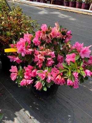 Azalea-Rhododendron Rutherfordiana hybrid Pink Ruffles