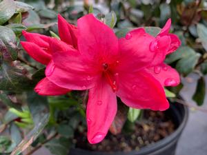 Azalea-Rhododendron Carla hybrid Sunglow