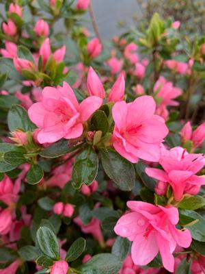 Azalea-Rhododendron Kurume hybrid Tradition