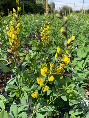 Baptisia x (tinctoria x alba) Solar Flare