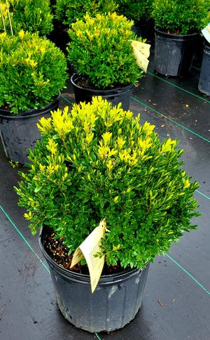 Buxus sinica Justin Brouwer