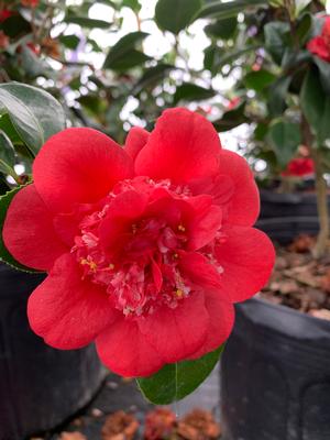 Camellia japonica Cold Hardy April Tryst