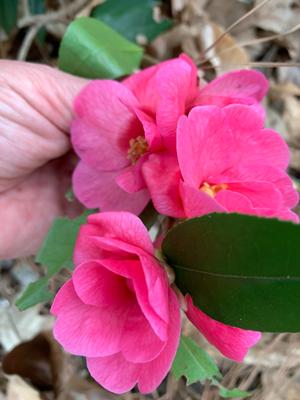 Camellia japonica Crimson Candles