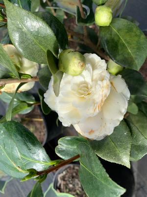 Camellia japonica Lemon Glow