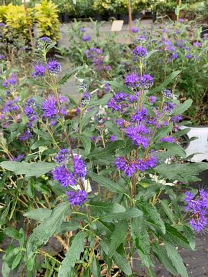 Caryopteris X clandonensis Beyond Midnight®(pp27426) 