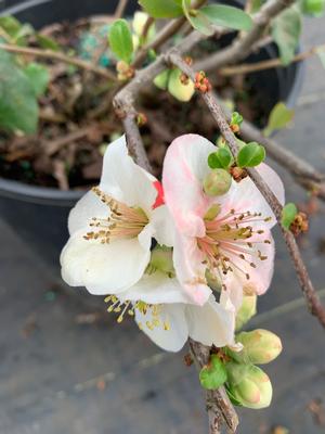 Chaenomeles speciosa Toyo-nishiki