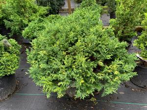 Chamaecyparis pisifera Golden Pincushion