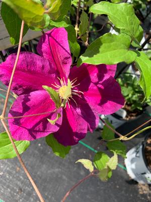 Clematis Sunset