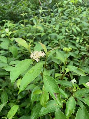 Cornus amomum 