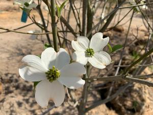 Cornus florida Appalachian Spring