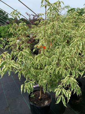 Cornus kousa Samaritan® 