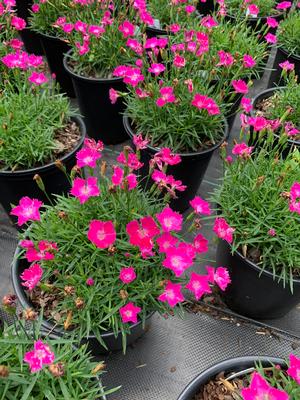 Dianthus Kahori