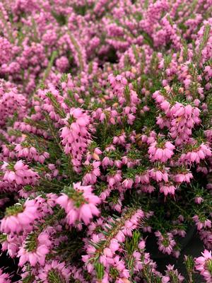 Erica X darleyensis Pink