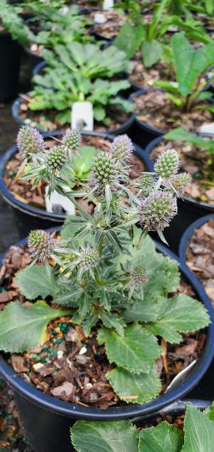 ERYNGIUM PLANUM BLUE HOBBIT