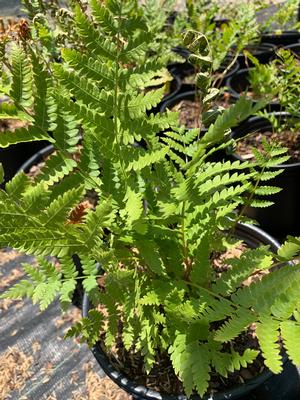 Fern-Osmunda cinnamomea 