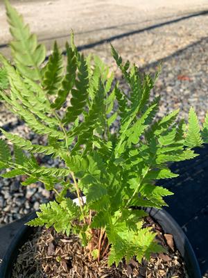 Fern-Dryopteris cycadina 