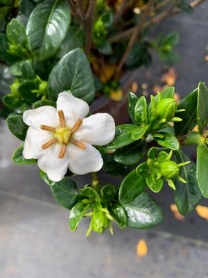 Gardenia jasminoides Scentamazing™ (pp27601) 