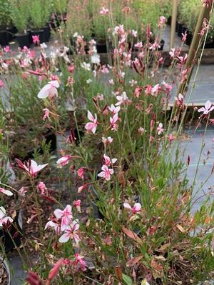 Gaura lindheimeri Siskiyou Pink