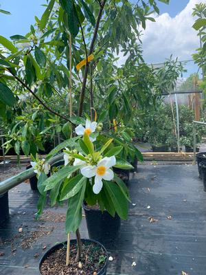 Gordlinia grandiflora Sweet Tea