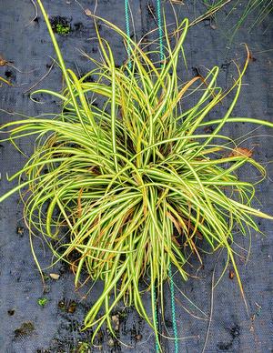 Carex oshimensis Evergold