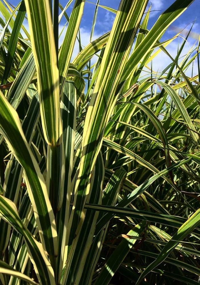 Miscanthus sinensis Cosmopolitan