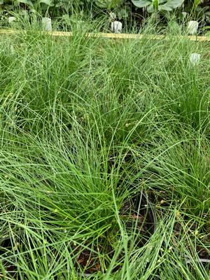 Carex appalachica 