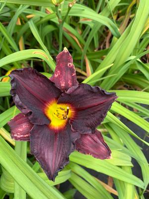 Hemerocallis Little Grapette