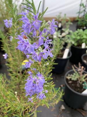 Rosemarinus officinalis Tuscan Blue