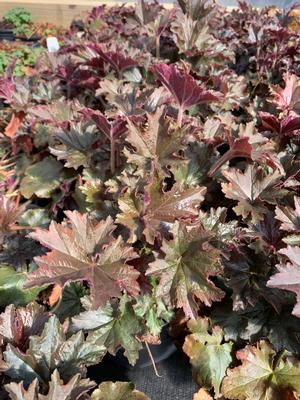 Heuchera Bronze Wave