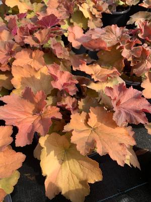 Heuchera vilosa Caramel