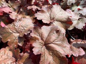 Heuchera Fire Alarm