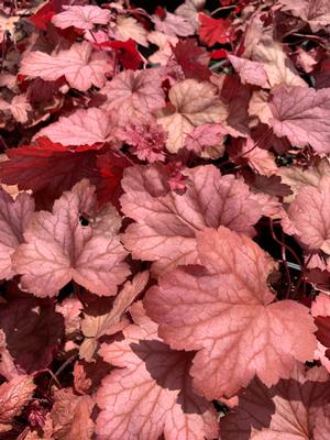 Heuchera Georgia Peach